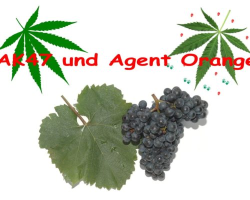 Ein Rotwein Namens Zweigelt und Cannabis Namens Agent Orange